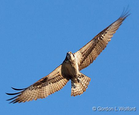 Osprey In Flight_26737.jpg - Osprey (Pandion haliaetus) photographed near Port Elmsley, Ontario, Canada.